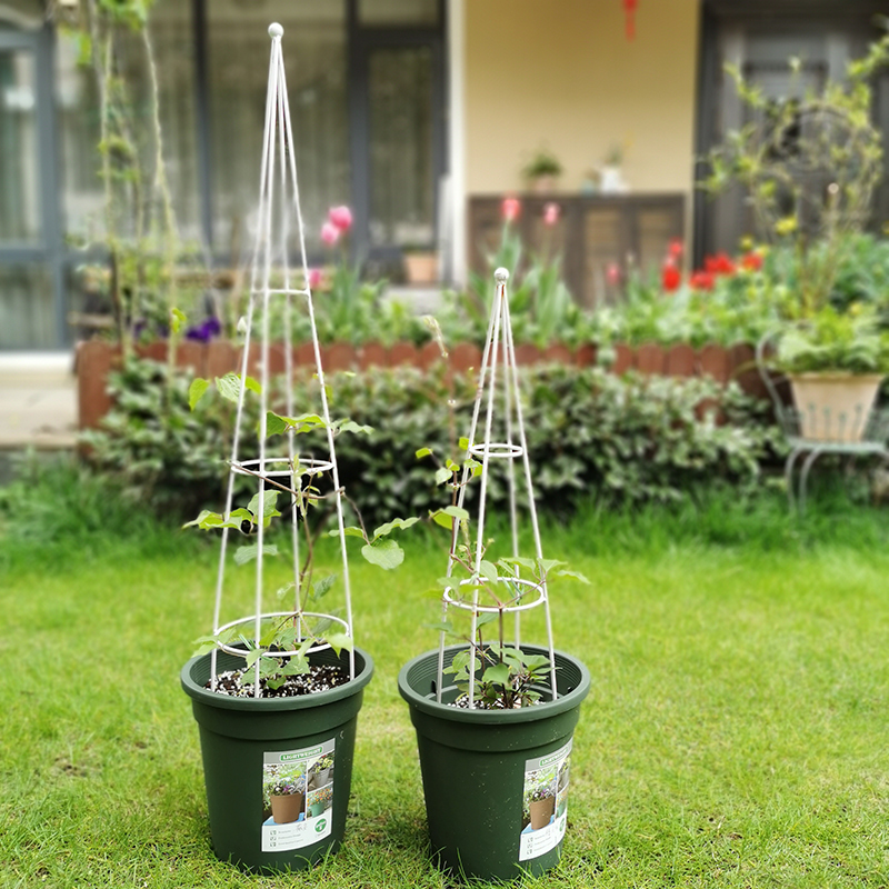 歐式鐵藝爬藤花架 優雅與實用的植物支撐解決方案