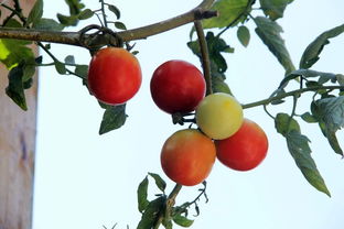 天涯文化騎行記 風行石壁，探訪芳前石村的堅韌與詩意