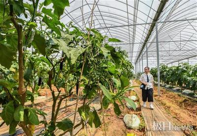 植物界的奇觀 茄樹如何實現“三果同株”的神奇現象