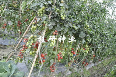 桂研新品添丁成功，粉色水果番茄表現亮眼
