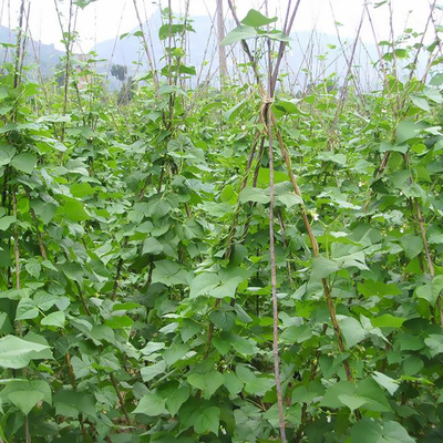 西紅柿搭架全攻略 從選材到上架，助你收獲累累碩果